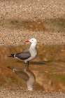 USA-California-Morro Bay Heermanns gull drinking Art Print